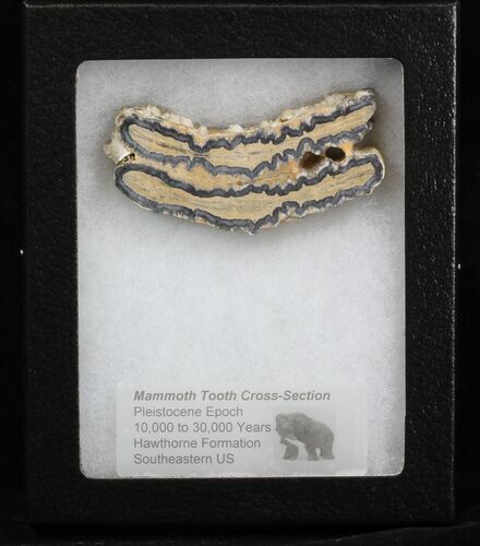 Mammoth Molar Slice - South Carolina #40102